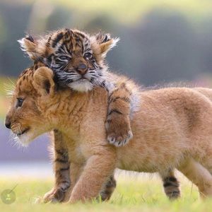 Meet your Posher, Jenny